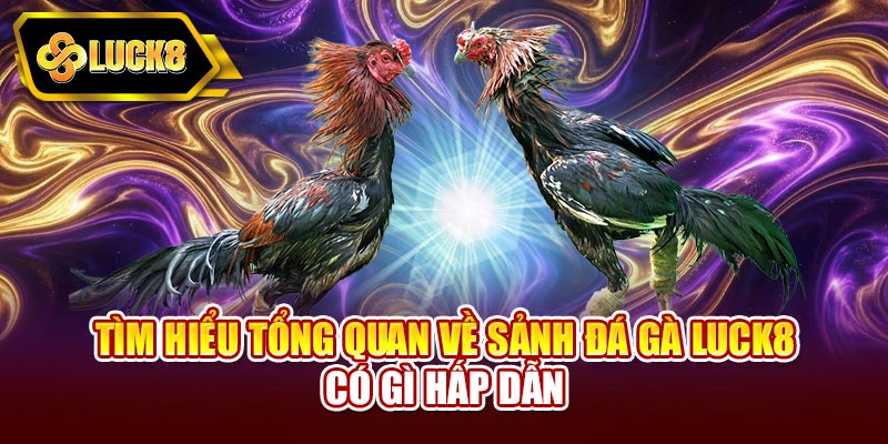 Tìm hiểu tổng quan về sảnh đá gà Luck8 có gì hấp dẫn